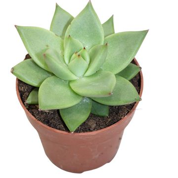 Echeveria agavoides 'Ebony'