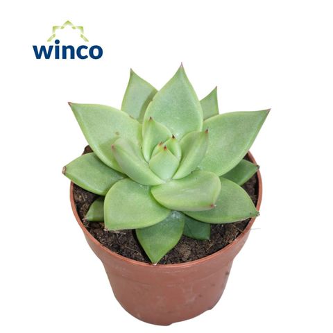 Echeveria agavoides 'Ebony'