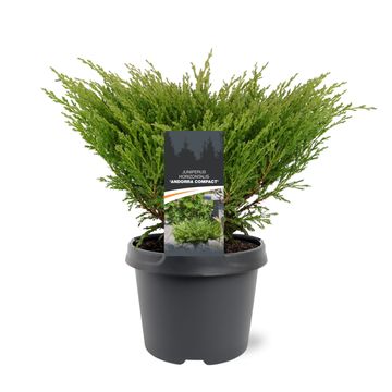 Juniperus horizontalis 'Andorra Compact'