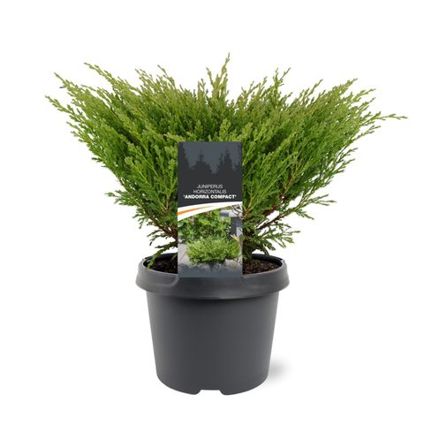 Juniperus horizontalis 'Andorra Compact'