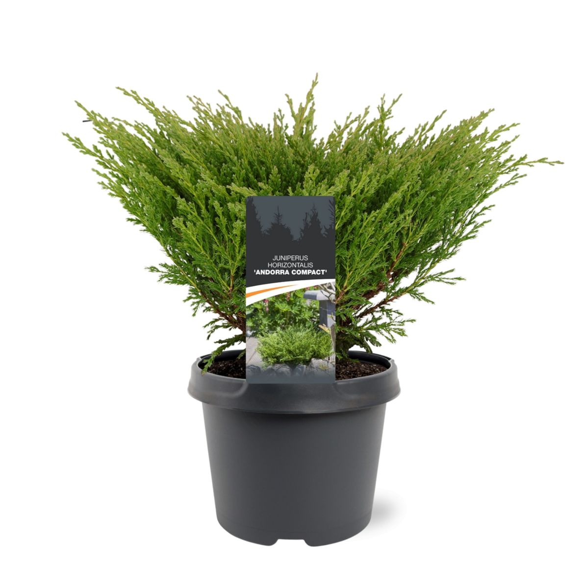 Juniperus Horizontalis 'andorra Compact' — Plant Wholesale Floraccess