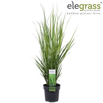 Panicum virgatum 'Northwind'