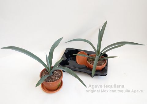 Agave tequilana