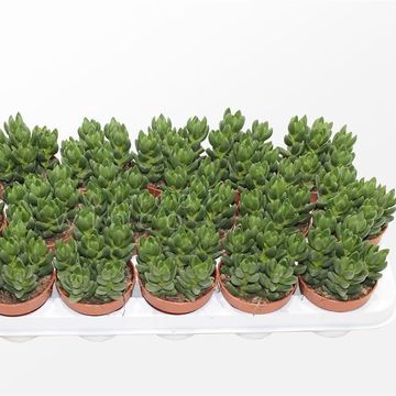 Crassula 'Ben'