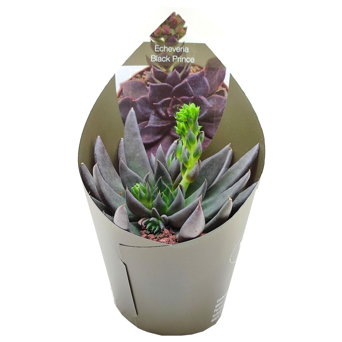 【即完売✦echeveria✦クラシック✦フレンチ✦トラウザー✦ ブラック1✦】 Echeveria 'Black Prince' - Black Prince Echeveria | PlantMaster