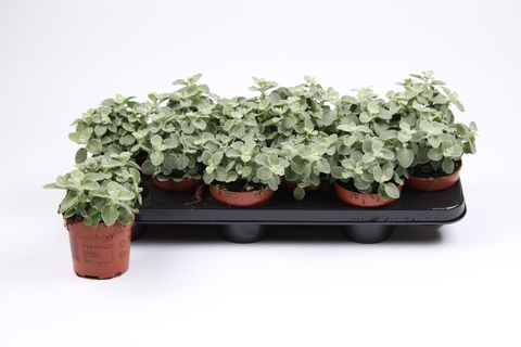 Helichrysum splendidum