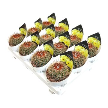 Notocactus schlosseri