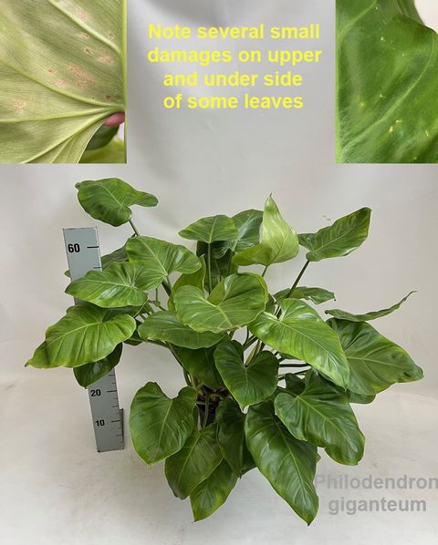 Philodendron giganteum