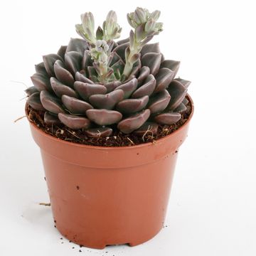 Echeveria secunda