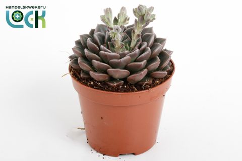Echeveria secunda