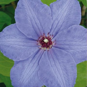 Clematis 'William Kennett' (LL)