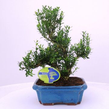 Buxus harlandii