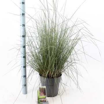 Muhlenbergia capillaris