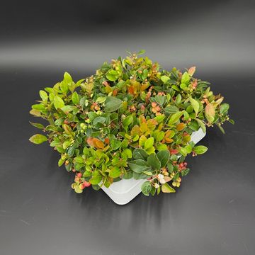 Gaultheria procumbens