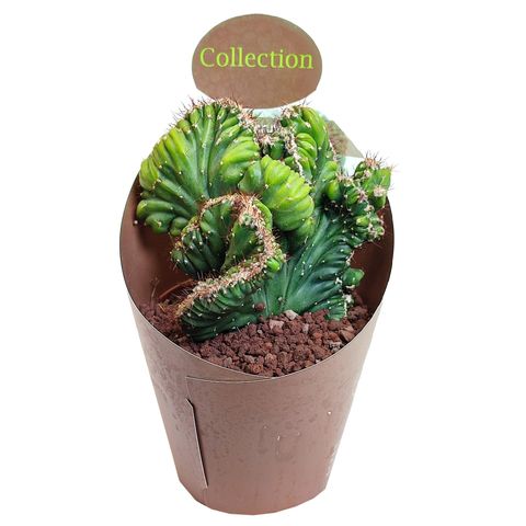 Cereus peruvianus coral cristata