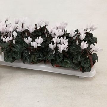 Cyclamen persicum 'Metis White Imp'