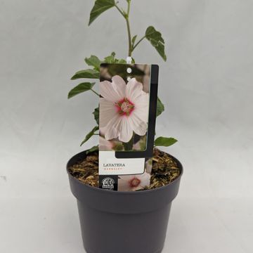 Lavatera 'Barnsley'