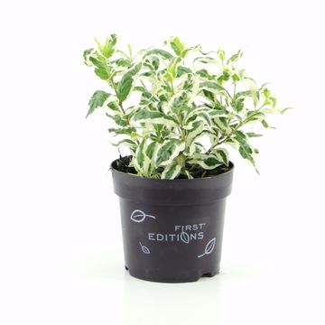 Diervilla sessilifolia COOL SPLASH