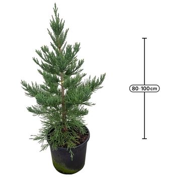 Sequoiadendron giganteum 'Glaucum'