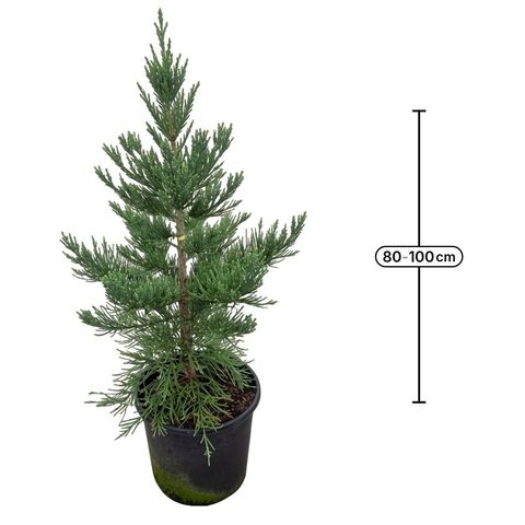 Sequoiadendron giganteum 'Glaucum'