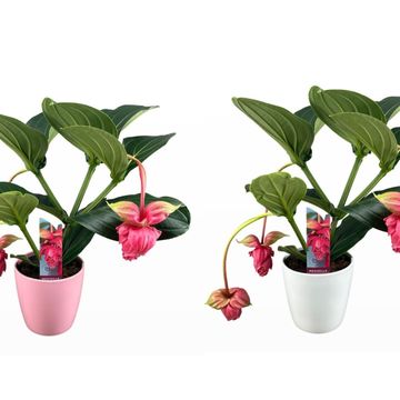 Medinilla magnifica 'Flamenco'