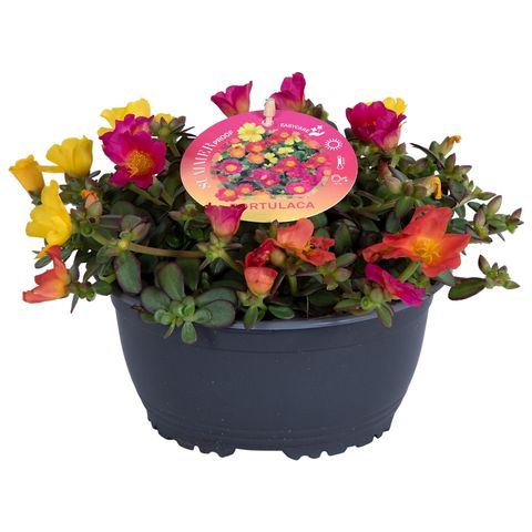 Portulaca GEMISCHT IN TOPF