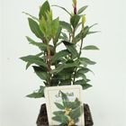 Laurus nobilis