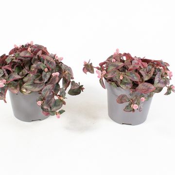 Persicaria capitata