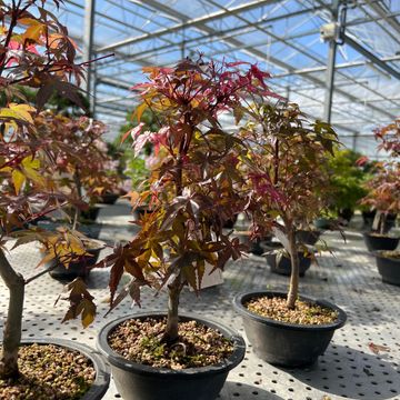 Acer palmatum 'Deshôjô'