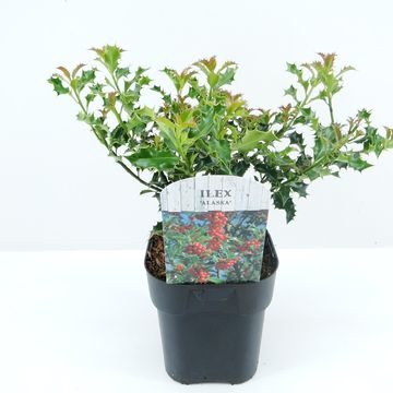 Ilex aquifolium 'Аляска'