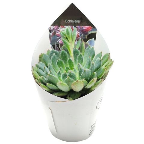 Echeveria setosa 'Deminuta'