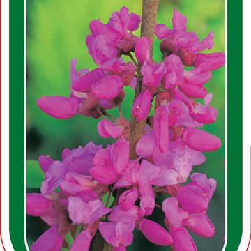 Cercis chinensis 'Avondale'