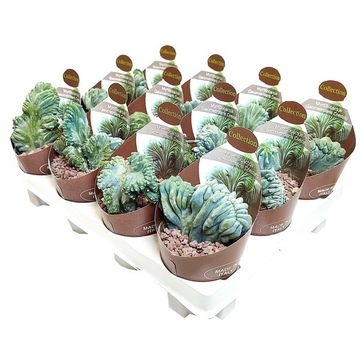 Myrtillocactus geometrizans cristata