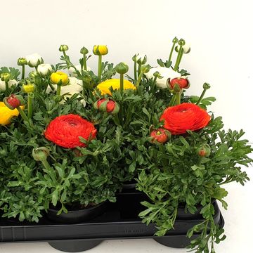 Ranunculus MIX