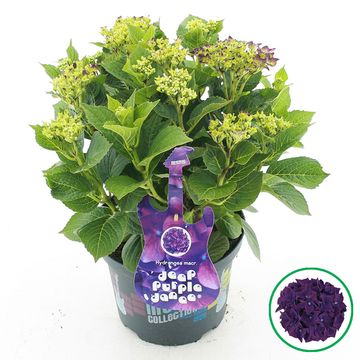 Hydrangea macrophylla MUSIC COLLECTION DEEP PURPLE DANCE