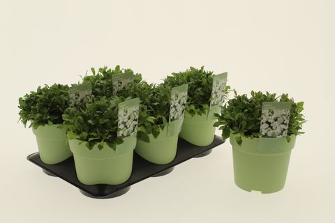 Aubrieta AXCENT WHITE