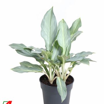 Aglaonema 'Ghost'