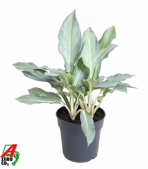 Aglaonema 'Ghost'