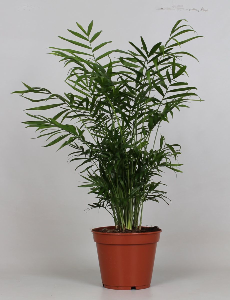 Chamaedorea Elegans P17 Cm H45 65 Cm Plant Wholesale Floraccess