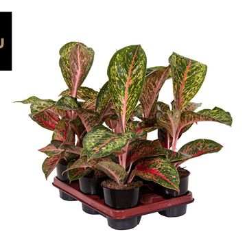 Aglaonema 'Lychee Red'