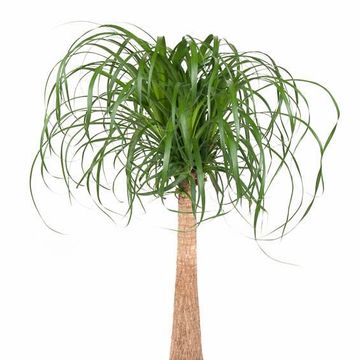 Beaucarnea recurvata