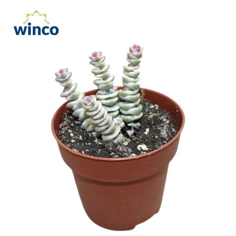 Crassula marnieriana 'Variegata'