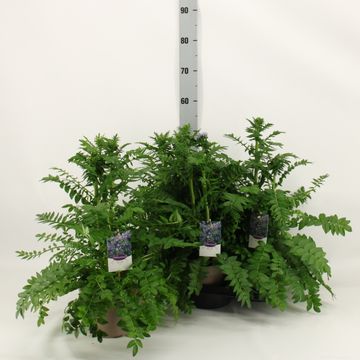 Polemonium caeruleum