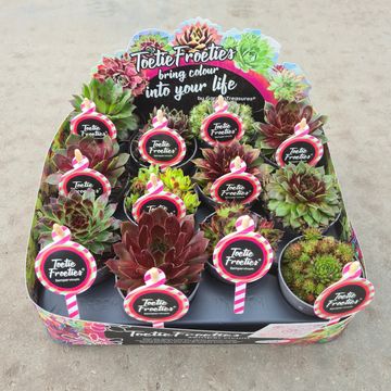 Sempervivum TOETIE FROETIES MIX