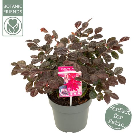 Loropetalum chinense 'Fire Dance'