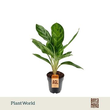 Aglaonema 'Legacy'