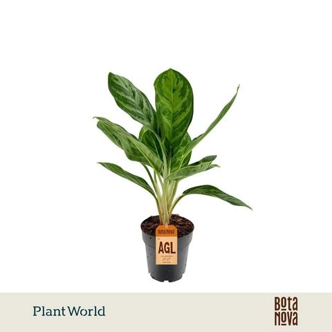 Aglaonema 'Legacy'