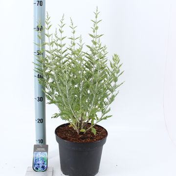 Perovskia 'Blue Spire'