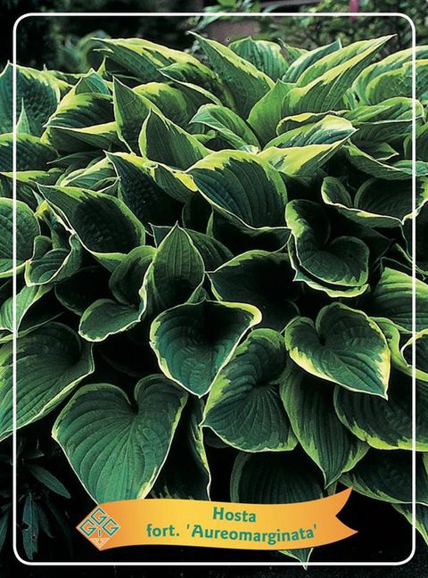 Hosta 'Fortunei Aureomarginata'