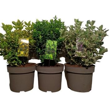 Euonymus japonicus MIX